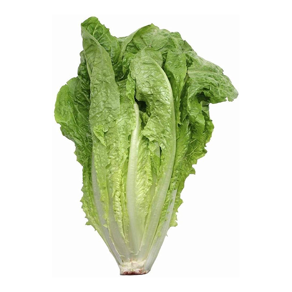 Lettuce Romaine