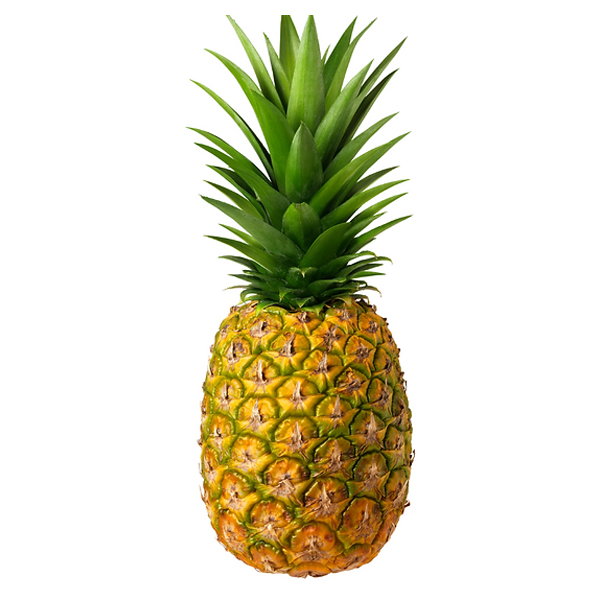 Ananas Lin. Fres.