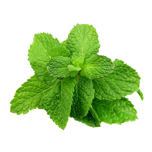 Hortela