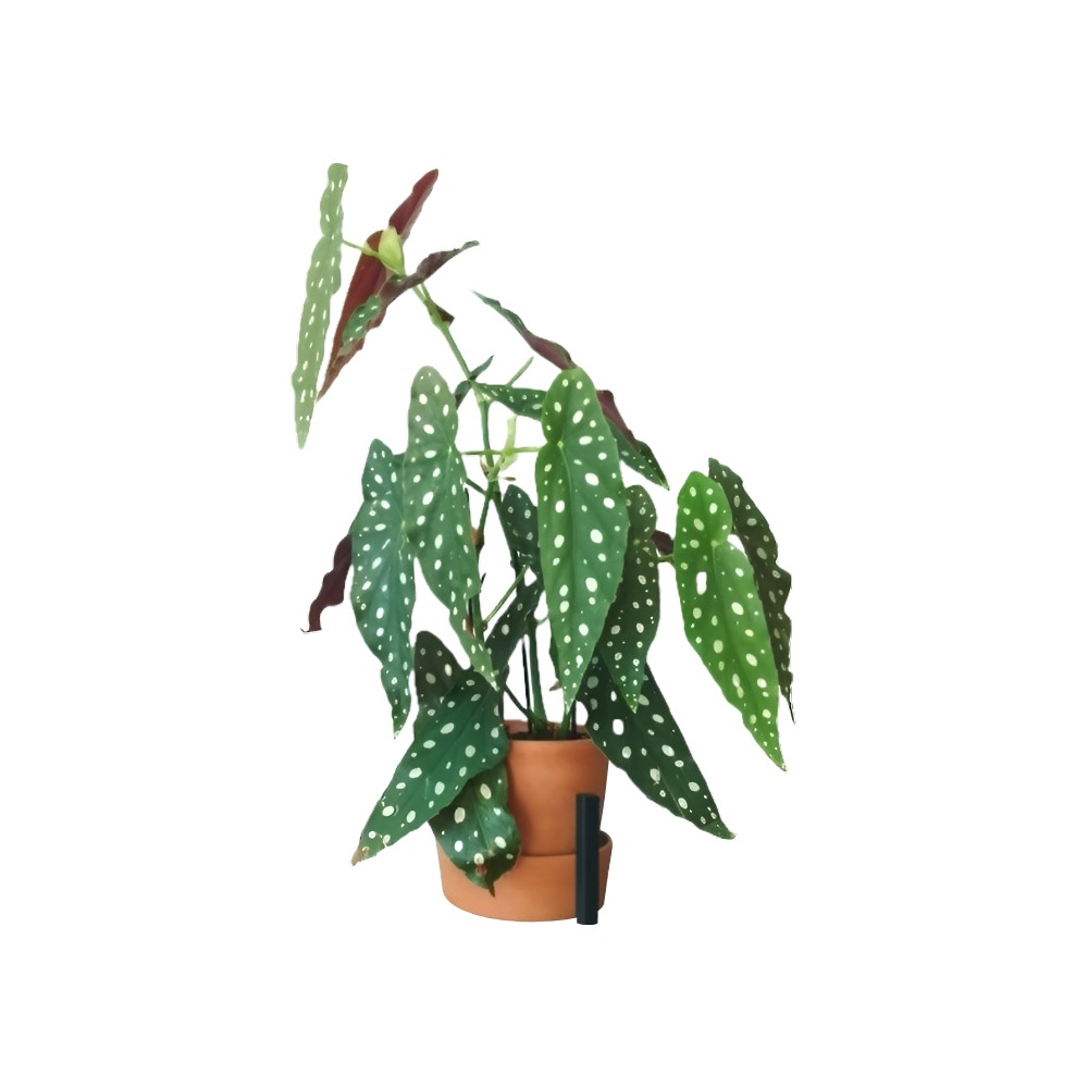 Planta Guzmania