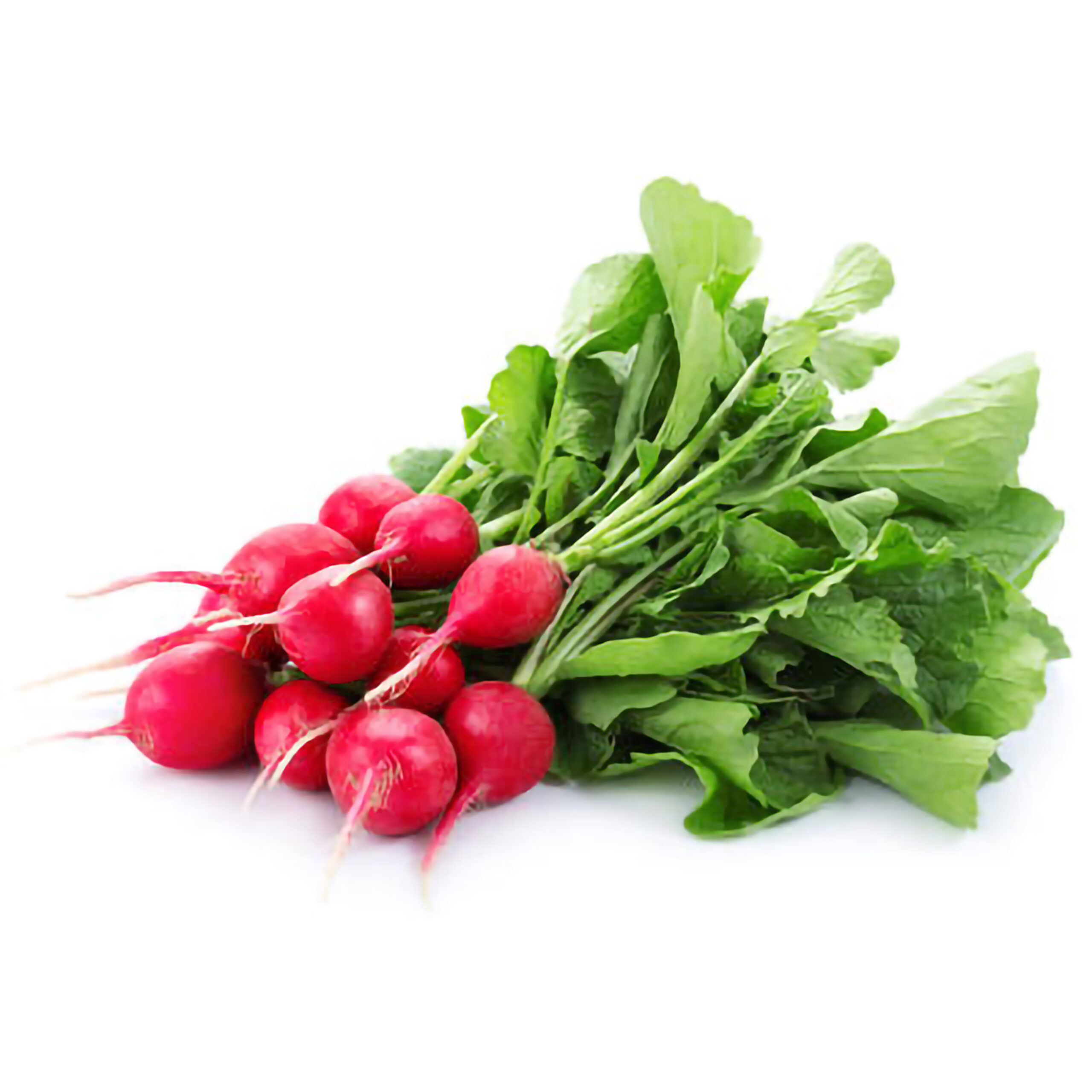 Radish Loose