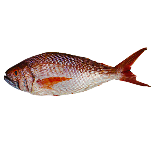Peixe Voga Kg