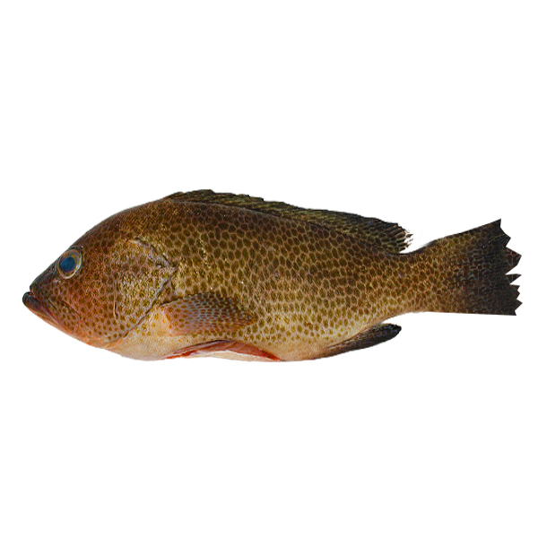 Peixe Garoupa Kg